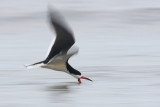 Black Skimmer