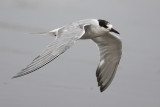 Common Tern