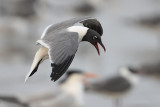 Laughing Gull