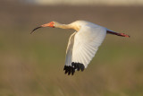 White Ibis