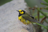 Hooded Warbler