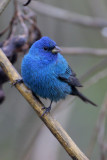 Indigo Bunting