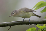 Warbling Vireo