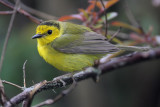 Hooded Warbler