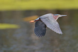 Green Heron