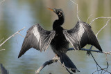 Anhinga