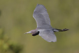 Little Blue Heron