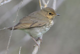 Swainsons Thrush