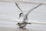 Least Tern