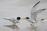 Least Tern