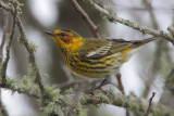 Cape May Warbler