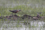 Hudsonian Godwit