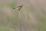 Dickcissel