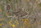 Dickcissel