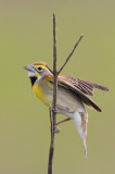 Dickcissel