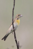 Dickcissel