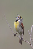 Dickcissel