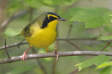 Kentucky Warbler