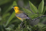 Prothonotary Warbler