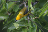 Prothonotary Warbler