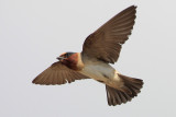 Cliff Swallow