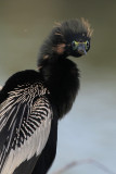 Anhinga