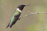 Ruby-throated Hummingbird