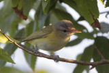 Yellow-green Vireo