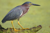 Green Heron