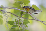 Northern Parula