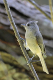 Tufted Titmouse