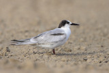 Common Tern