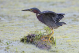 Green Heron