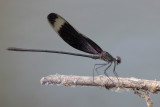 Smoky Rubyspot