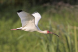 White Ibis