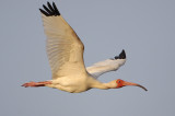 White Ibis