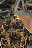 Green Heron