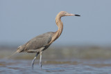 Reddish Egret
