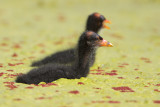 Common Moorhen