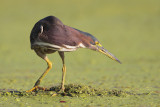 Green Heron