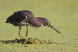 Green Heron