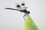 Four-spotted Pennant