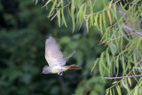 Great Crested Flycatcher