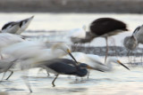 Snowy Egret and assorted wading birds