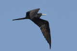 Magnificent Frigatebird