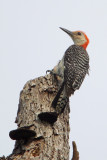 Red-bellied Woodpecker