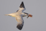 Royal Tern