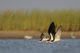 Black Skimmer