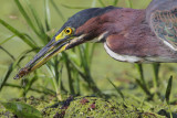 Green Heron