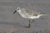 Red Knot